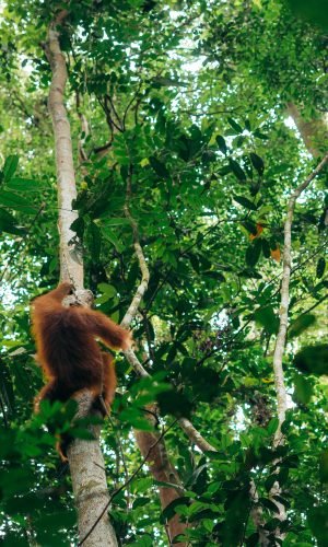 Bukit Lawang