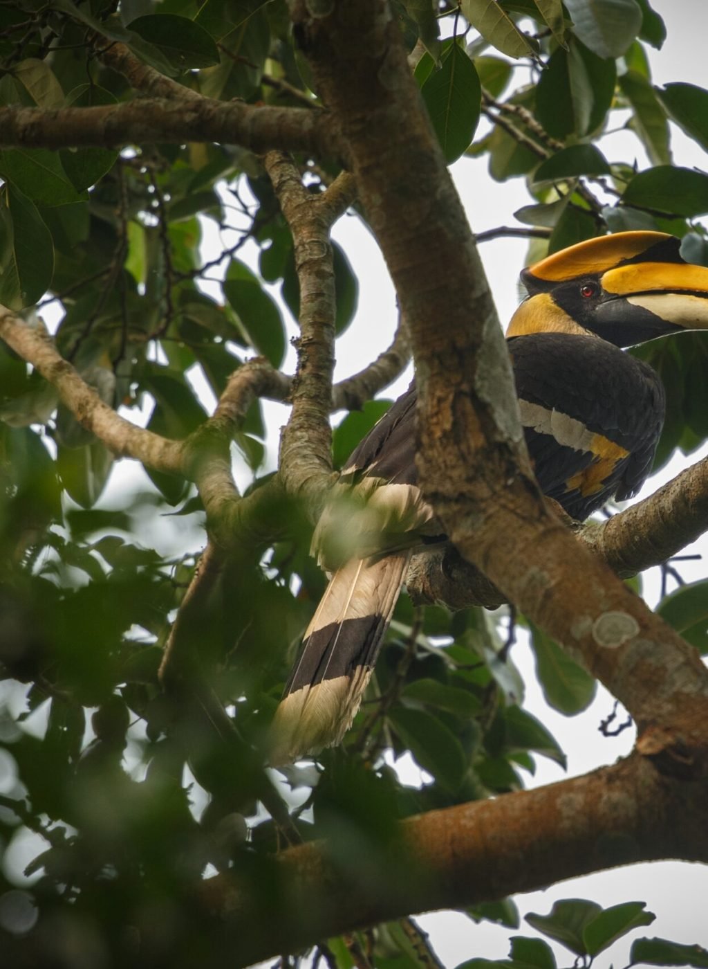 beautiful-endangered-great-hornbill-tree-kaziranga-india